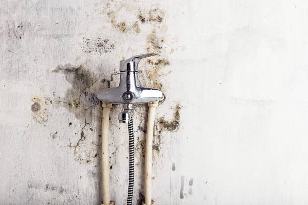 Office Mold Removal Services in Warsaw, NC