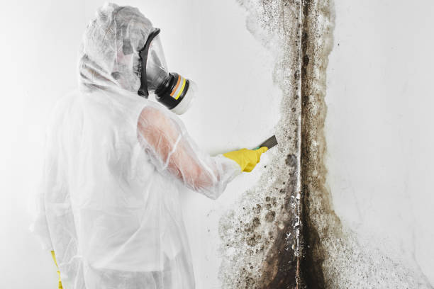 Best Home Mold Removal  in Warsaw, NC