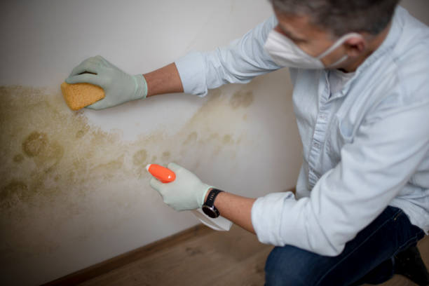 Trusted Warsaw, NC Mold Removal Experts