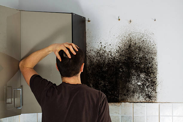 Best Mold Damage Repair  in Warsaw, NC